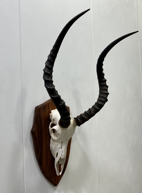 财虎标本非洲客厅高角羚装饰摆件