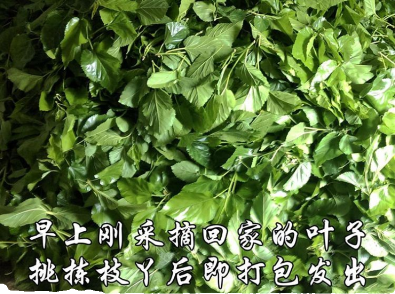 新鲜桑叶嫩现摘喂蚕送金丝蚕宝宝学生养蚕套装大叶桑树叶饲料蚕卵 - 图2