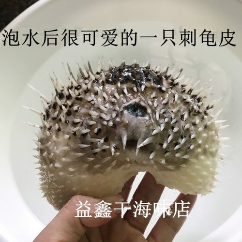 大号刺龟鱼皮刺鲍鱼刺豚海刺鱼干货海胆皮北海特产海味煲汤500克 - 图0