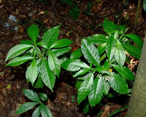 正品野外中草药药材新鲜萝芙木鱼胆木山马蹄现采现挖现货现挖 - 图1
