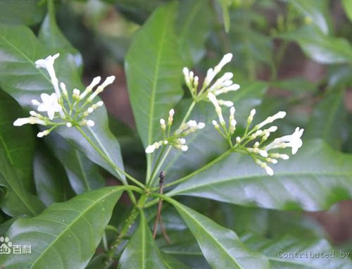 正品野外中草药药材新鲜萝芙木鱼胆木山马蹄现采现挖现货现挖 - 图0