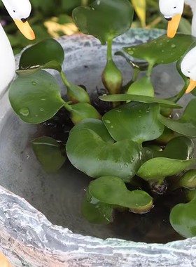 创意水培仿古石头欧式天鹅花盆