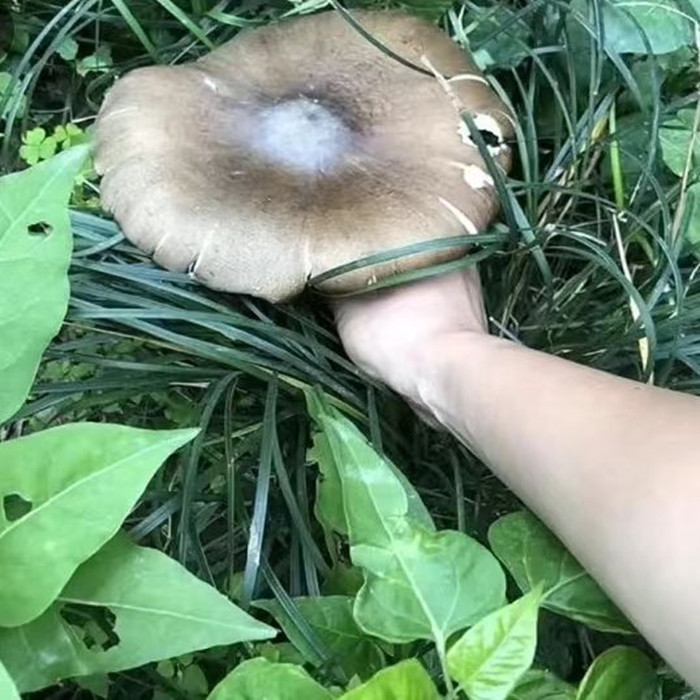 四川野生鸡枞菌500g开伞斗鸡菇 非牛肝菌松茸 顺丰空运包邮伞把菇 - 图2