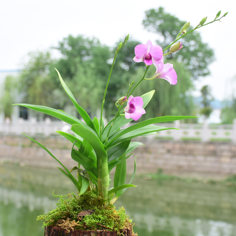 【买3送1】踏雪寻梅石斛树桩 家居美化树桩家居园艺绿植花卉盆栽