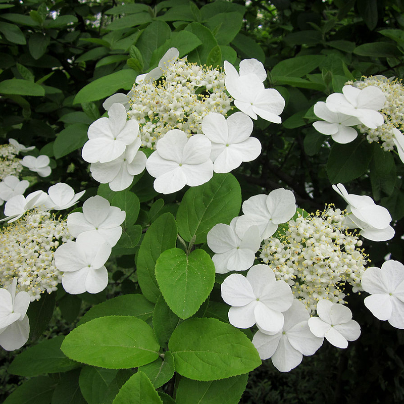 琼花树苗庭院花园风景树耐寒耐热荚蒾木绣球聚八仙珍贵扬州琼花苗 - 图1