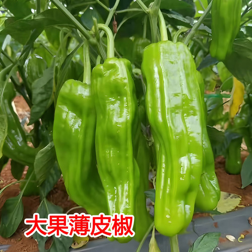 高产辣椒苗薄皮青椒苗螺丝椒朝天椒甜椒美人椒秧苗长线椒小米椒苗 - 图1