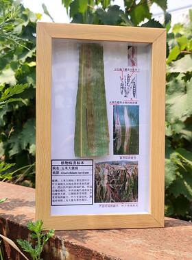 玉米南方锈病标本框植物病害