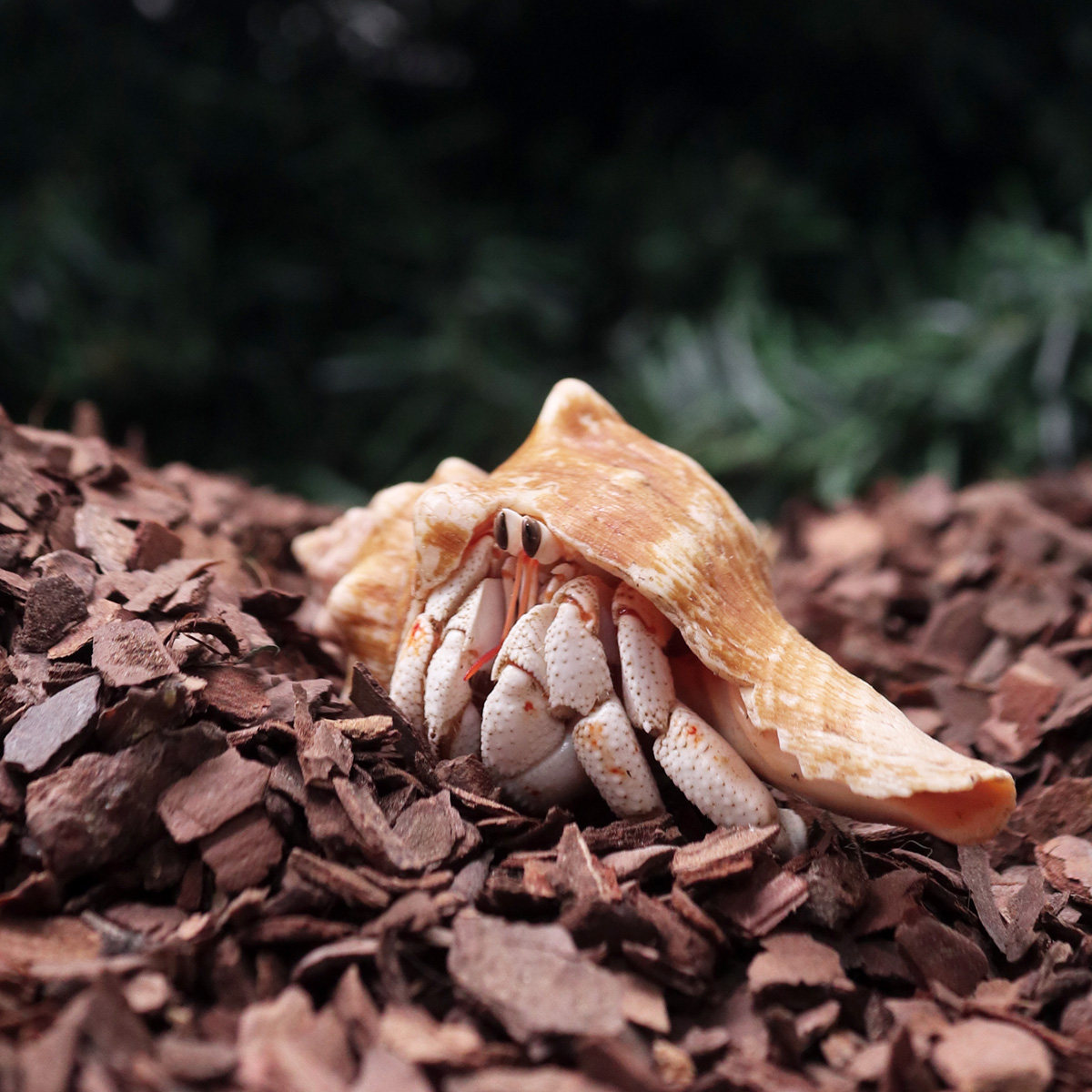 陌派寄居蟹专用天然树皮垫材～新手垫材垫料造景沙高保湿自然,淘宝优惠券,粉丝福利购,淘宝优惠卷