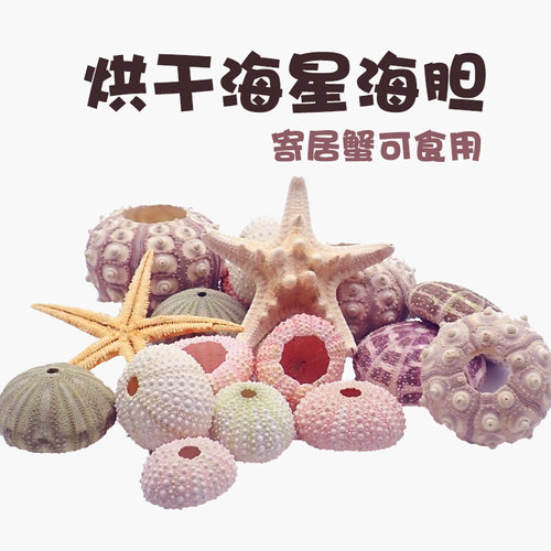 寄居蟹装饰海胆海星～造景装饰可食用补钙营养可爱造型粉色额紫色 - 图2