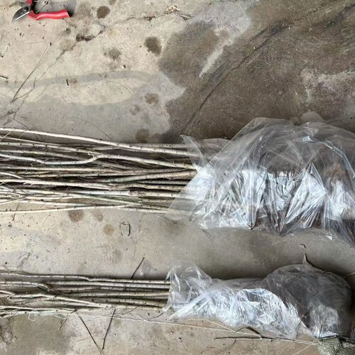 榆树树苗 榆树苗 榆钱树苗 家榆树 白榆树 大榆树苗 招财树苗 - 图3