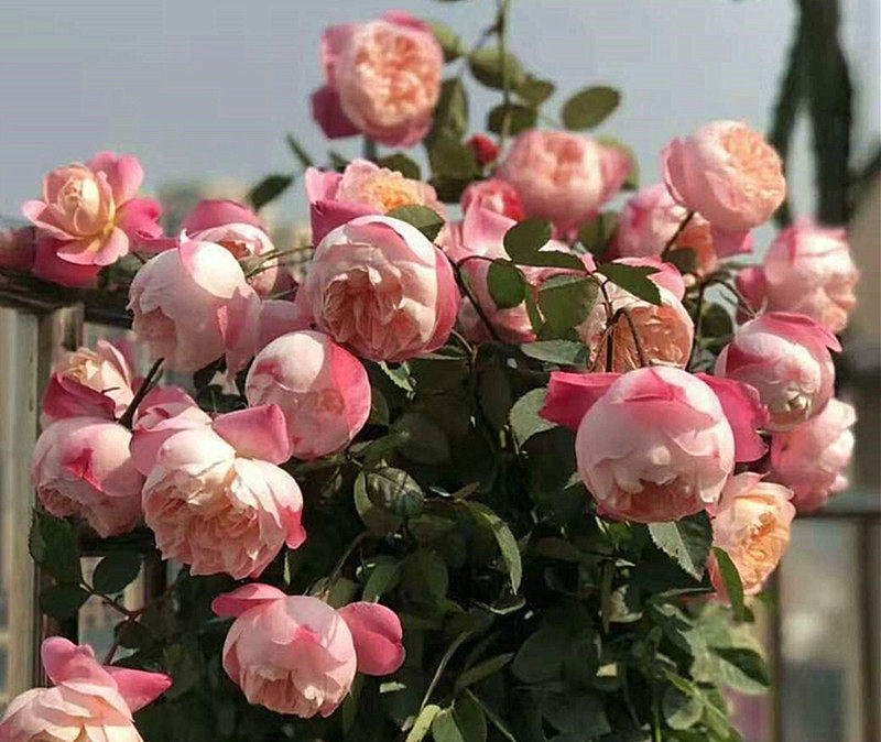 小花农月季坞欧月和室大花丰花变色月季玫瑰苗绿