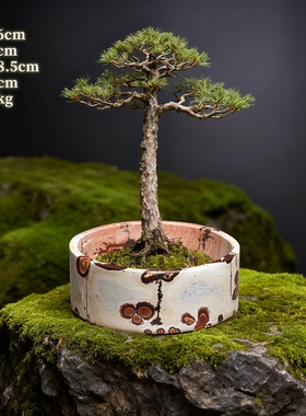 内有多款国画石不穿底花盆 无孔设计防漏水 书房客厅绿植装饰盆栽