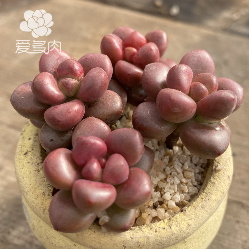 小玉葡萄 正版圆滚贵货多肉植物 叶片叶插 新品多肉贵货多肉叶子