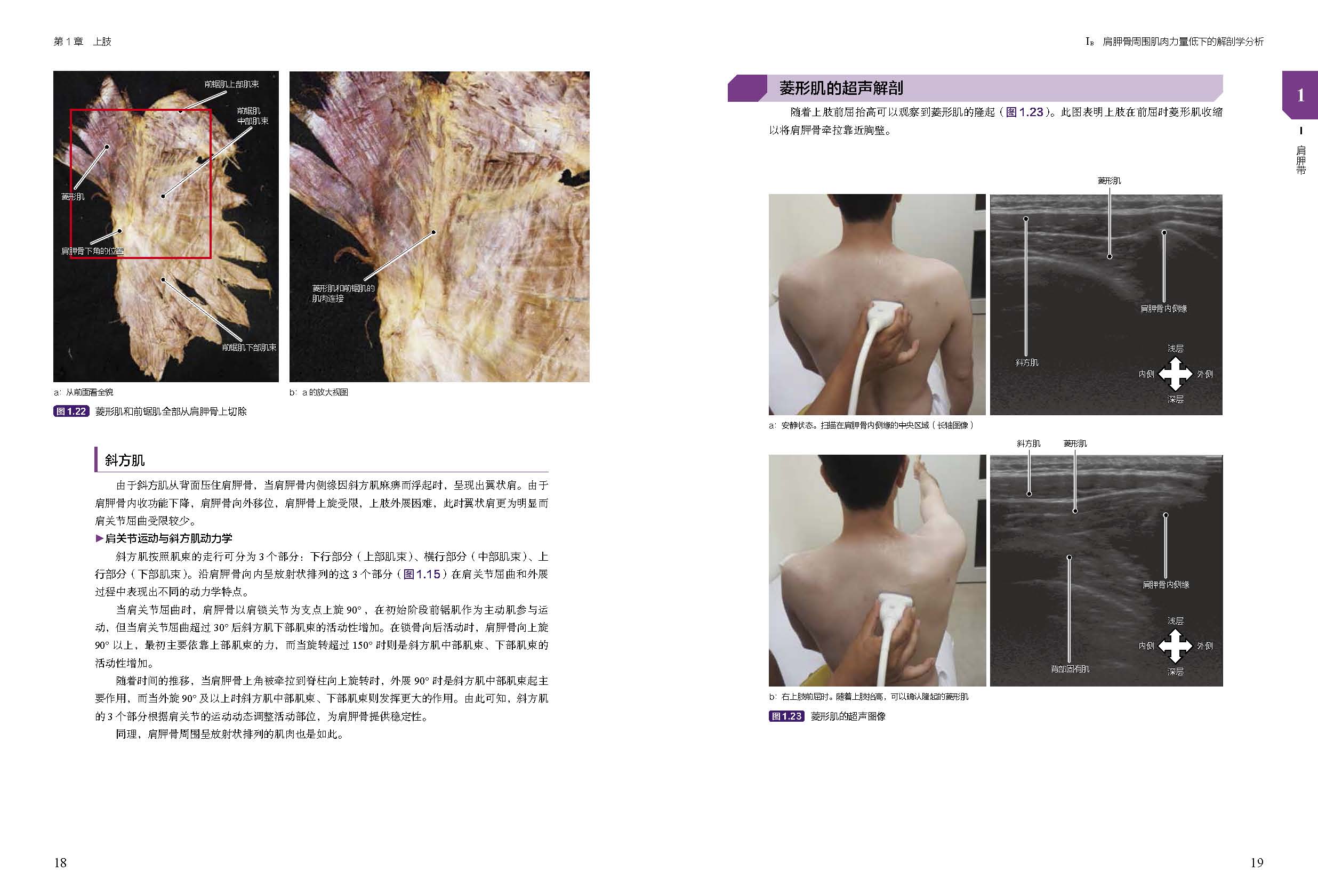 临床肌骨疾病功能解剖和治疗性运动 肌骨功能障碍 功能障碍康复 治疗性运动 北京科学技术 - 图2