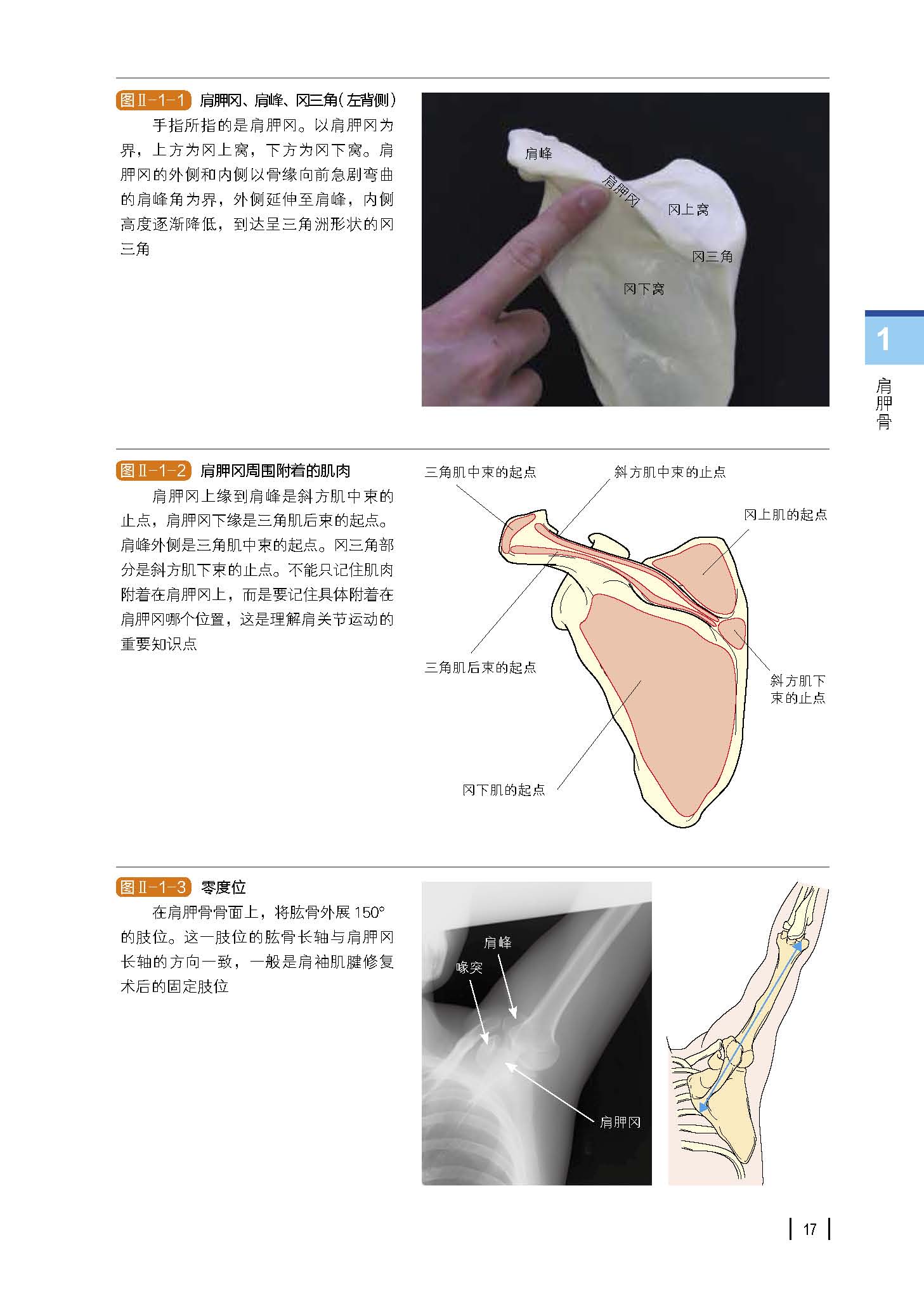 功能解剖触诊技术上肢第2版运动康复医学解剖日本重印20余次北京科学技术-图2