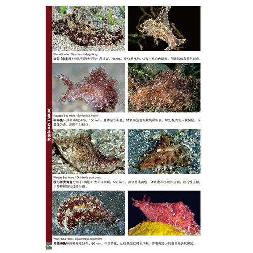 海蛞蝓图鉴 珊瑚三角区 科普 水下摄影 生物 海蛞蝓 北京科学技术 - 图3
