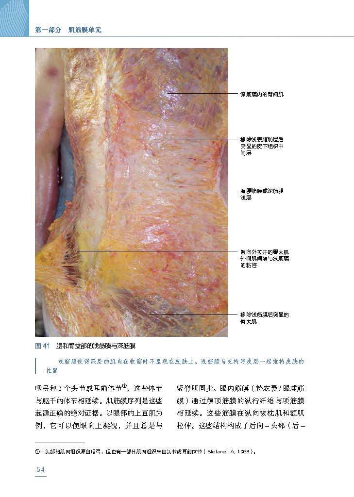 Stecco筋膜手法治疗肌肉骨骼疼痛 第2版 筋膜领域意大利学派领军人物Luigi Stecco  解剖列车译者关玲教授倾心翻译 - 图2