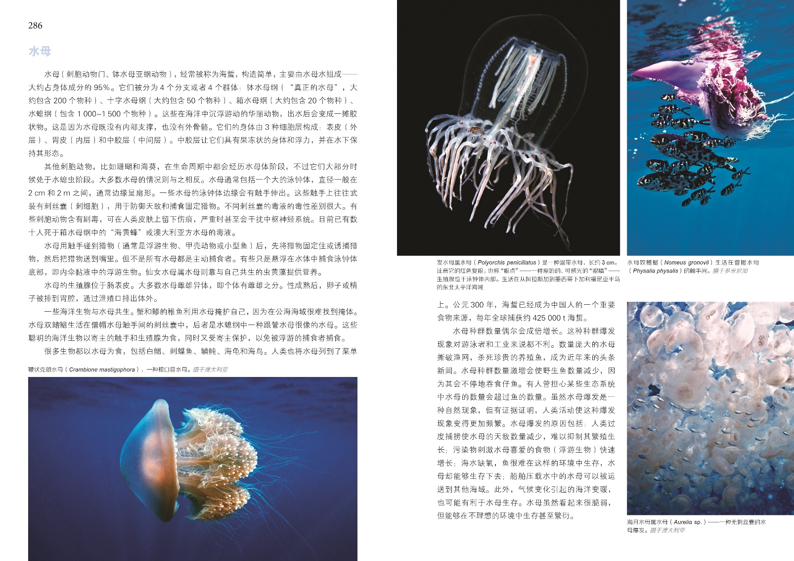 潜水识鱼 热带海洋生物发现之旅 微博科普达人李昂杜父鱼 张辰亮权威推荐 潜水鱼书姊妹篇 北京科学技术 - 图2