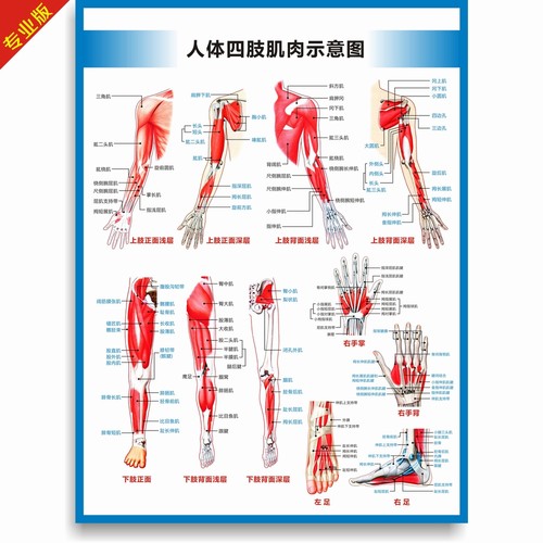 全身人体肌肉图解剖图结构图人体运动系统图高清医学健身教学挂图 - 图3