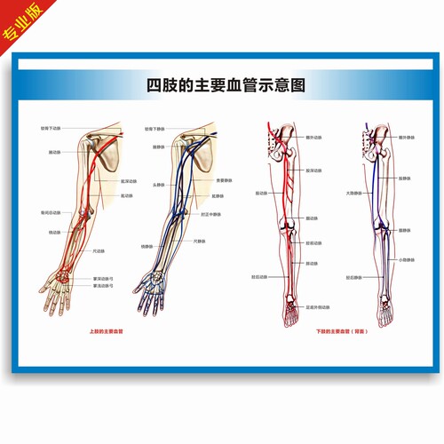 动脉静脉血管图血管系统图人体血液循环系统图头部四肢血管挂图 - 图2