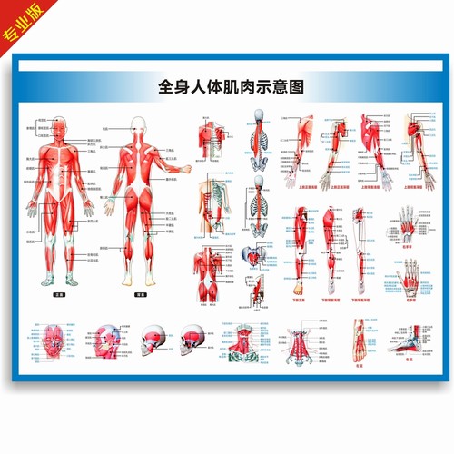 全身人体肌肉图解剖图结构图人体运动系统图高清医学健身教学挂图 - 图0