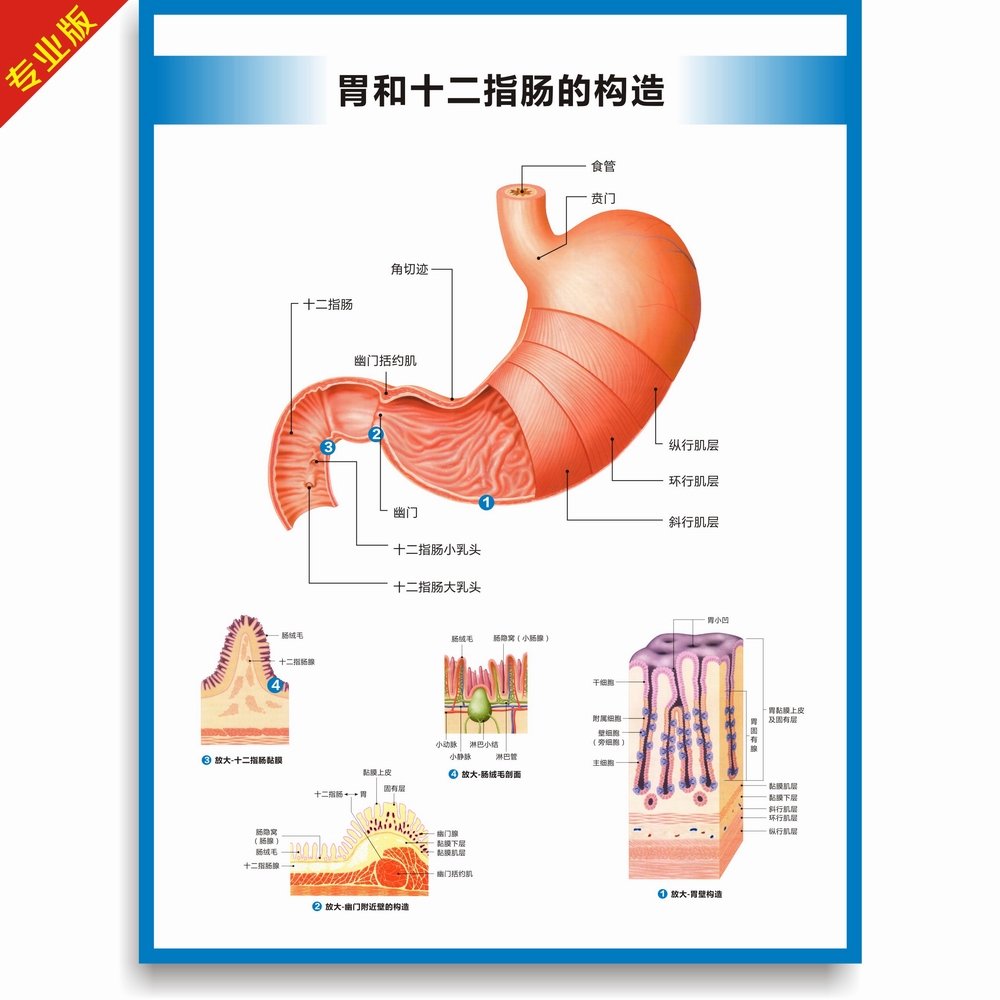 人体消化系统结构图消化系统构造图胃大肠肛门构造图高清医学挂图-图0