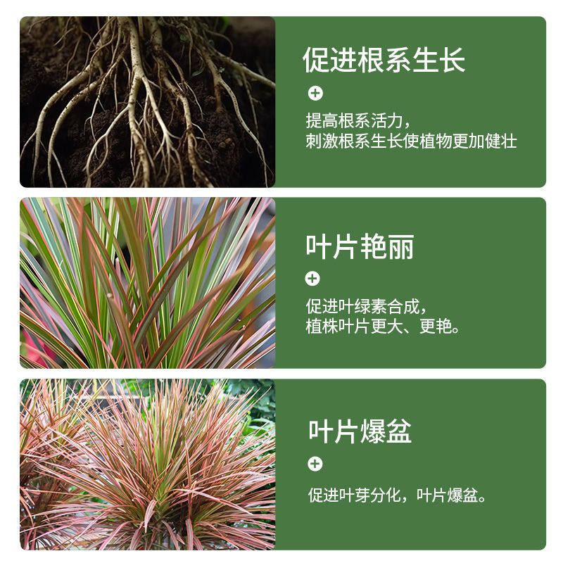 千年木专用营养液七彩千年木专用肥料盆栽绿植花卉马尾铁肥料浓缩,淘宝优惠券,粉丝福利购,淘宝优惠卷