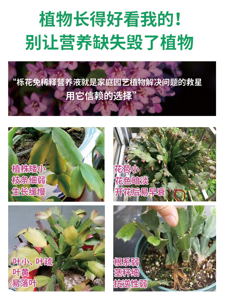 蟹爪兰肥料专用肥蟹爪兰专用营养液蟹爪莲催花肥料养花种花专用土,淘宝优惠券,粉丝福利购,淘宝优惠卷