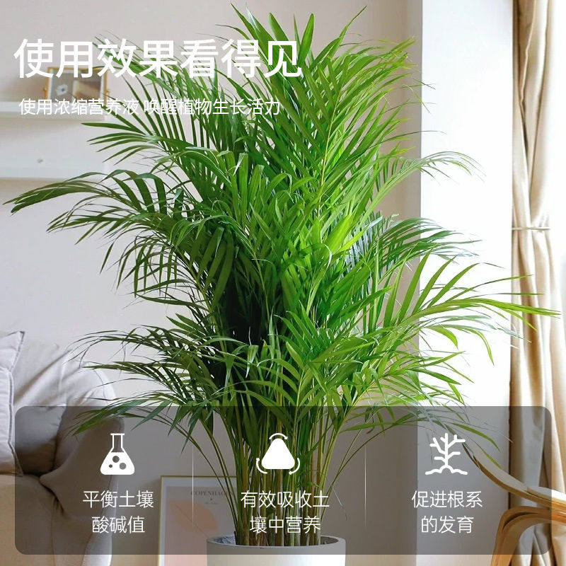 散尾葵专用营养液专治叶子发黄凤尾竹专用肥料夏威夷竹盆栽液体肥,淘宝优惠券,粉丝福利购,淘宝优惠卷