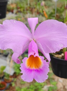 卡特第一香舒罗Cattleya schroederae 'Ta's'  巨香 一盆香满屋