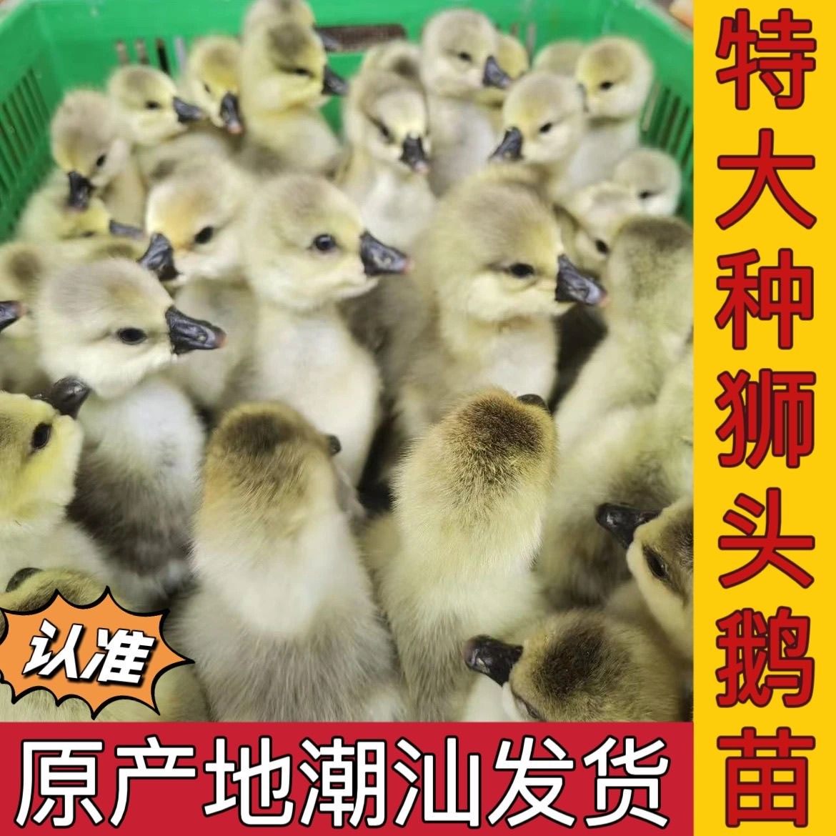 正宗特大种狮头鹅纯种狮头鹅正宗狮头鹅鹅苗特大活的大种鹅苗幼苗,淘宝优惠券,粉丝福利购,淘宝优惠卷