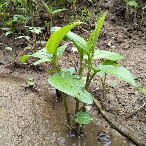 生新鲜三白草根三白根白莲藕水木通白面姑藕白花莲500g中草药材 - 图1
