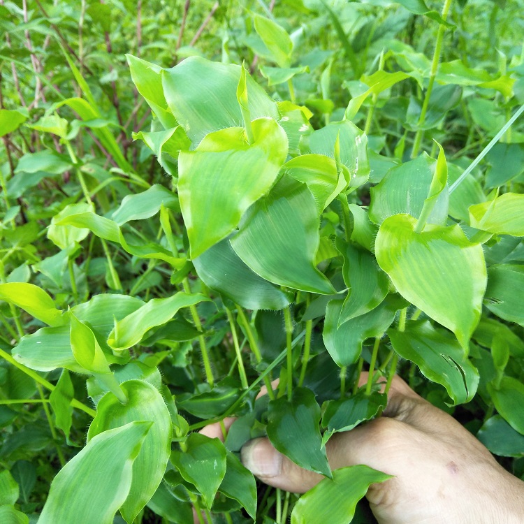 正品中草药新鲜竹叶草多穗缩箬鲜品500克竹叶草-图3