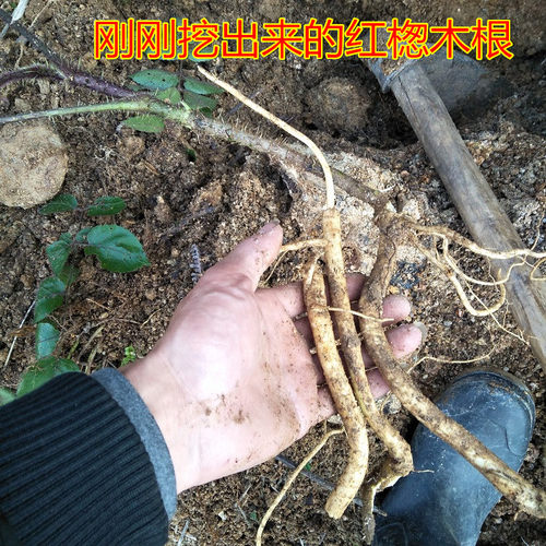 正宗红楤木根红刺筒毛刺桐鸟不踏海桐皮虎椒千枚针红叶大猫鹰不扑 - 图3