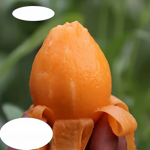 蒙自长虹枇杷新鲜当季孕妇水果现摘农家琵琶果甜大果整箱顺丰包邮 - 图2