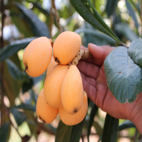 蒙自长虹枇杷新鲜当季孕妇水果现摘农家琵琶果甜大果整箱顺丰包邮 - 图0