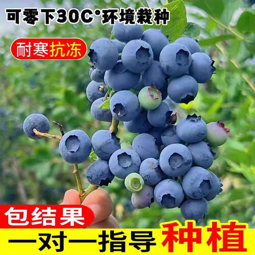 蓝莓树果苗特大号庭院果树南方北方种植盆栽地栽当年结果蓝莓树苗 - 图2