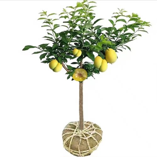 蜂糖李子树苗嫁接新品种三华李耐寒庭院植物脆甜脱骨李南北方种植 - 图3