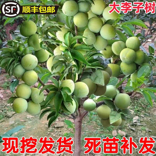 蜂糖李子树苗嫁接新品种三华李耐寒庭院植物脆甜脱骨李南北方种植 - 图1