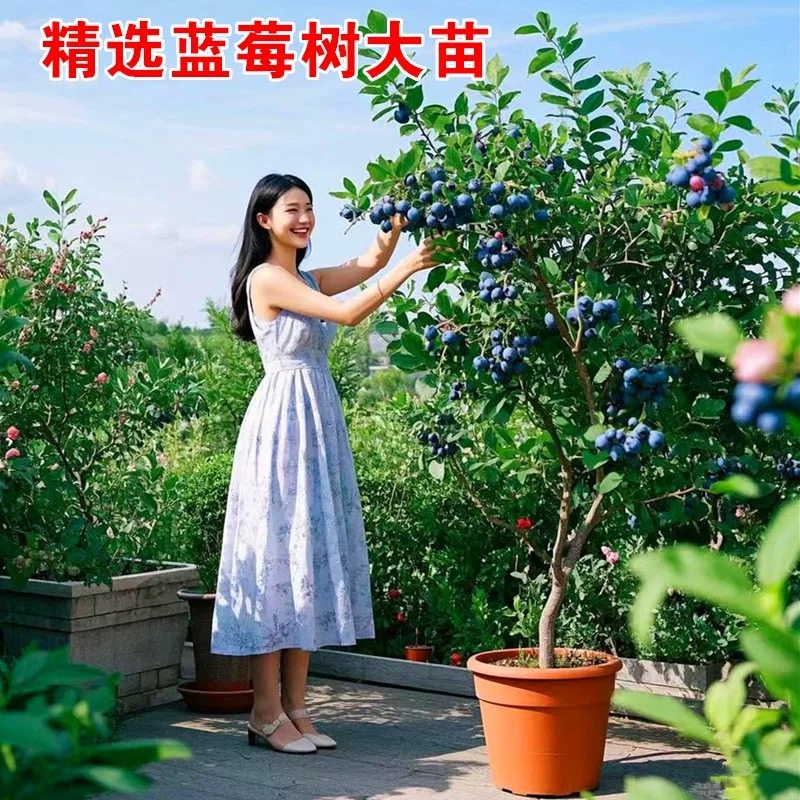 特大蓝莓苗带土耐寒盆栽地栽当年结果南方北方种植庭院蓝莓树果苗