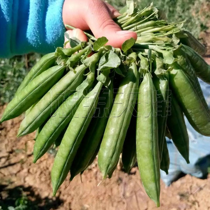 奇珍76甜脆豌豆种子水果豌豆种菜豆农家豆荚四季秋冬季荷兰豆种籽 - 图1