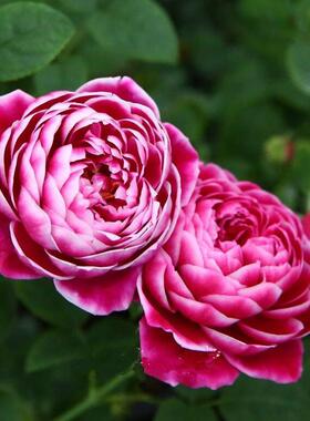 大花四季玫瑰花苗日本玛丽室内外阳台花园浓香月季花卉绿植灌木苗