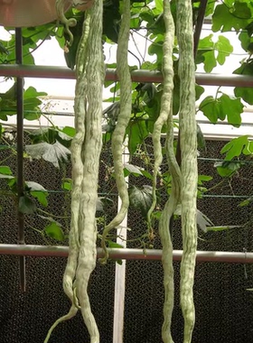 蛇豆蛇瓜种子四季播特大葫芦春季四季观赏种籽野菜盆栽蔬菜种孑阳