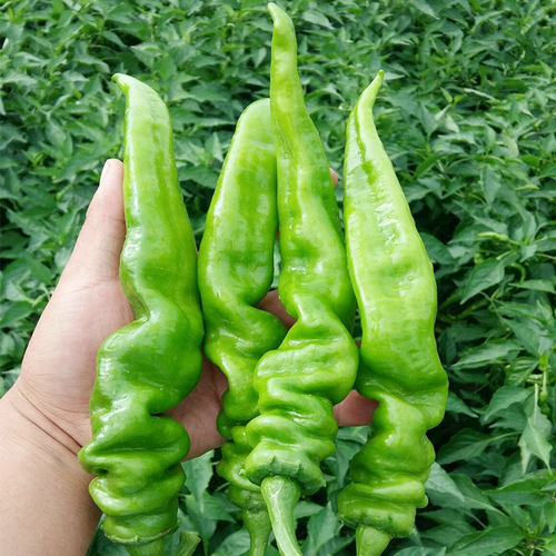 薄皮螺丝辣椒籽种 辣椒苗香辣尖椒超辣四季盆栽蔬菜种子秧孑苗子 - 图2