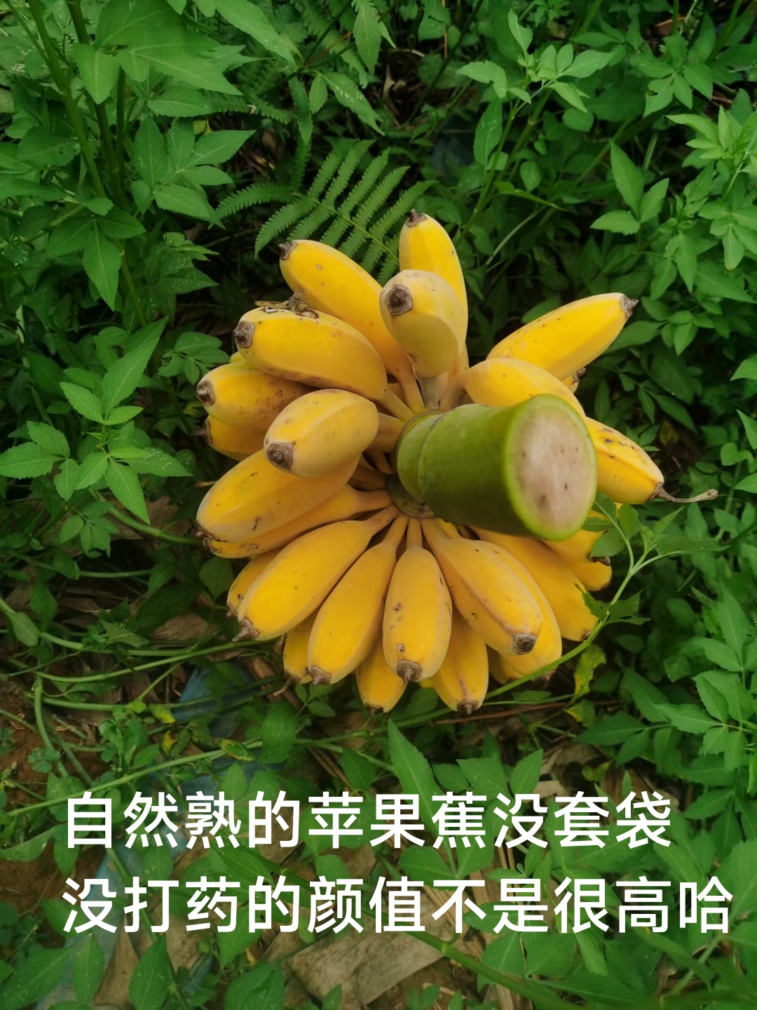 苹果蕉新鲜广西苹果香蕉粉蕉奶蕉蛋蕉超甜蕉特大果苹果焦农产品