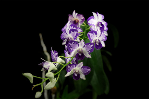 番茄雅韵堂Den. Burana Pink Sapphire mutation 海伦蓝泼墨石斛 - 图2
