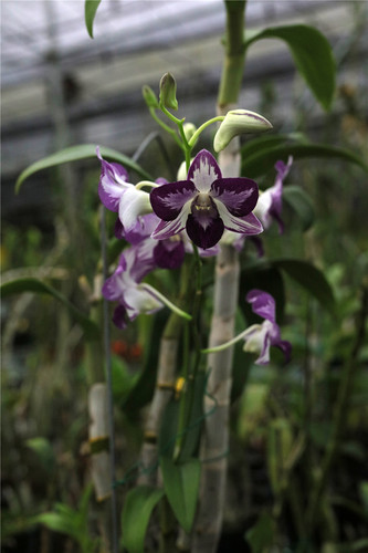 番茄雅韵堂den Burana Pink Sapphire Mutation 海伦蓝泼墨石斛