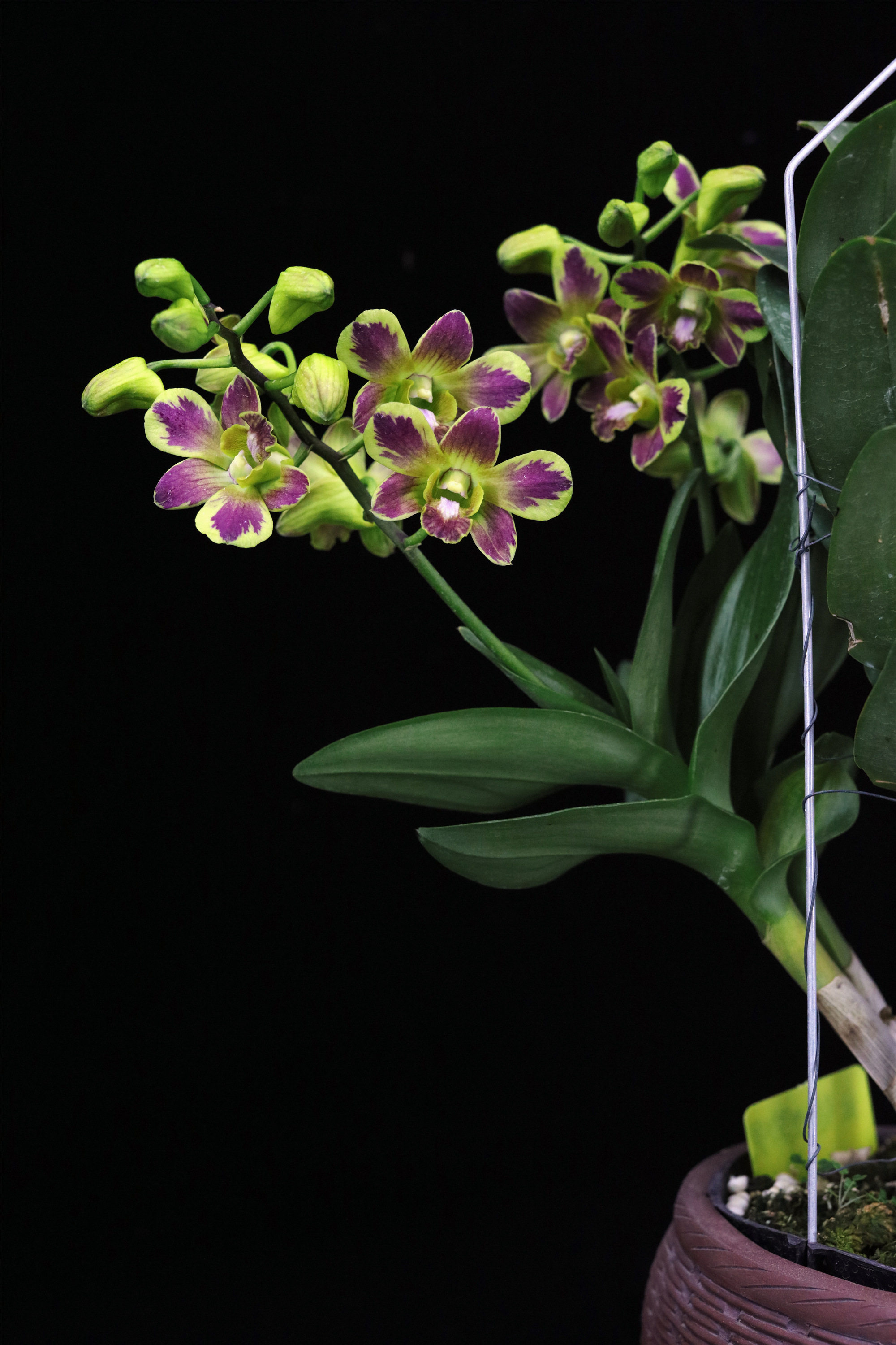 番茄雅韵堂dburana jade x sun shune 金碧辉煌小黄泼墨石斛