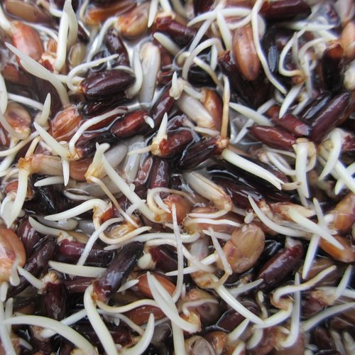 25年新米黑籼米真黑米糙米红米紫米农家五谷杂粮粗粮胚芽米500g - 图3