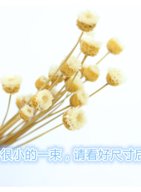 快乐花拍照道具进口拍摄道具花苞